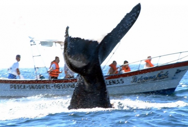  whale watching 